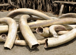 ivorytusks